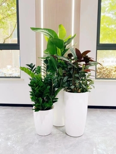 专业花卉租摆,让宁波鄞州焕发生机与活力